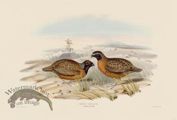 06 Coyolcos partridge